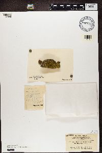 Candelariella vitellina image