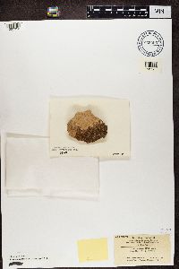 Protoparmeliopsis muralis image