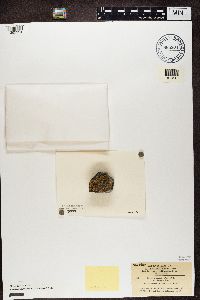 Protoparmeliopsis muralis image