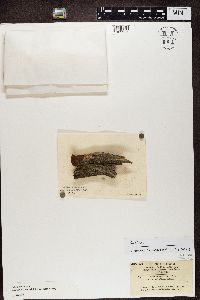 Trapeliopsis flexuosa image