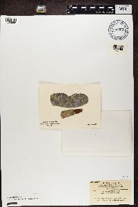 Image of Pyrrhospora quernea