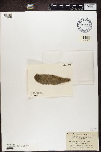 Amandinea punctata image