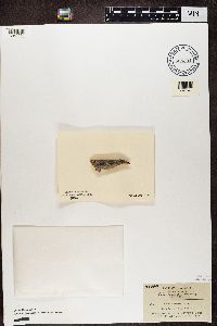 Mycocalicium subtile image