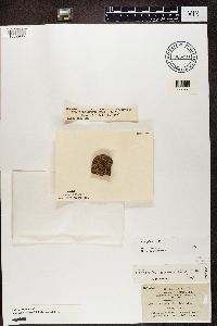 Caloplaca cerina image