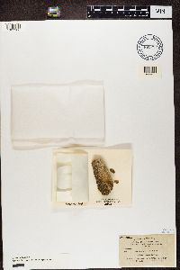 Media resource of Candelariella cerinella