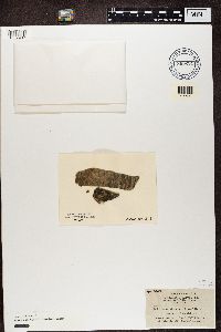 Catinaria atropurpurea image