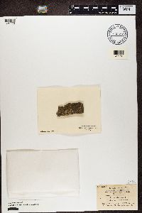Lecanora allophana image