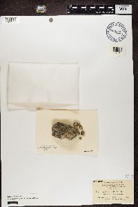 Lecanora coilocarpa image