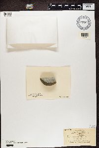 Aspicilia laevata image