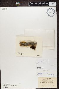 Lecanora symmicta image