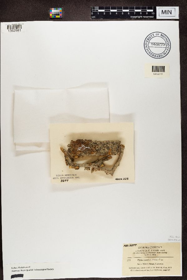 Pyxine sorediata image