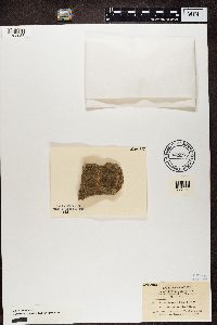 Acarospora fuscata image