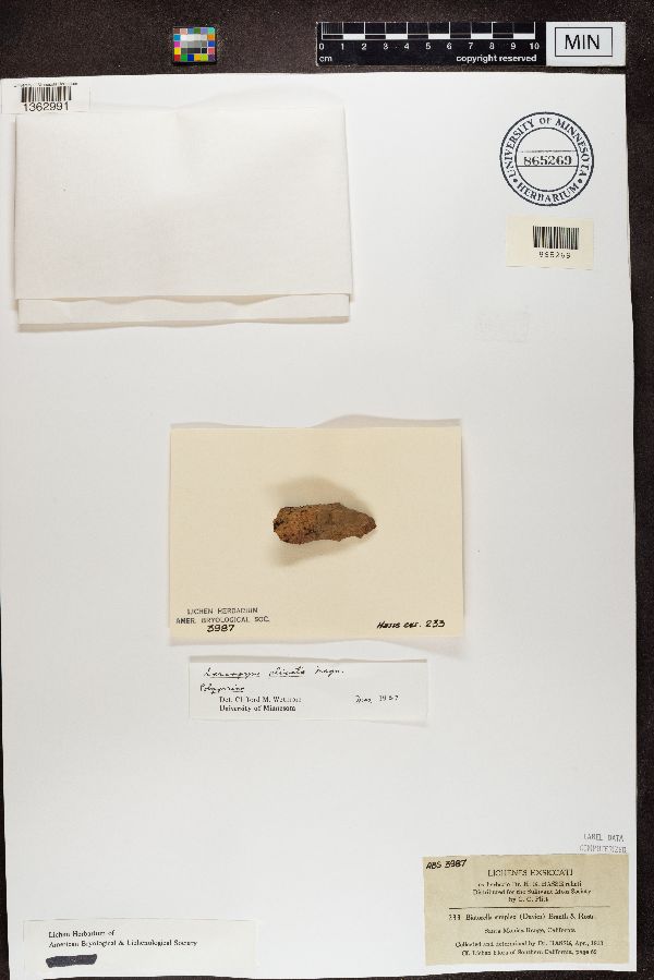Polysporina simplex image