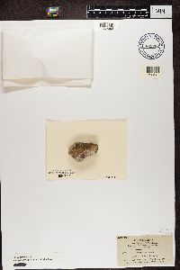 Myriolecis hagenii image