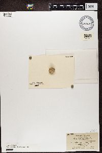 Trapelia glebulosa image