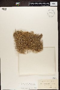 Dendrographa leucophaea image