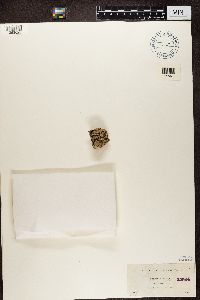 Media resource of Lecidea auriculata