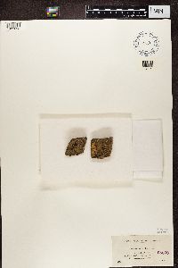 Lecidea enteroleuca image