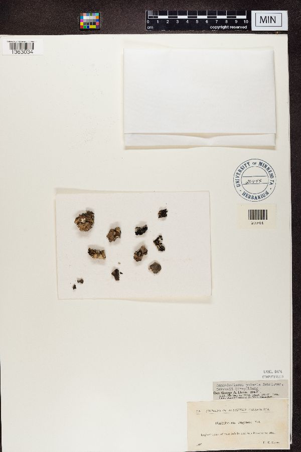 Umbilicaria rugifera image