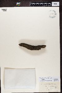 Trapeliopsis flexuosa image