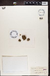 Thumbnail image of current specimen