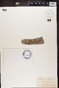 Lecania dubitans image