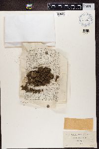 Enchylium limosum image