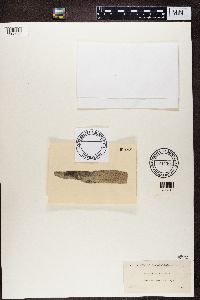 Phlyctis argena image