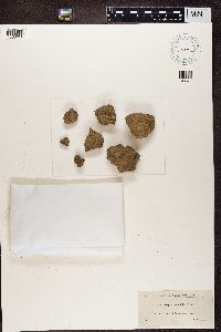 Endocarpon lepidallum image