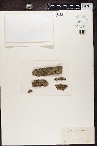 Lecidea euphorea image