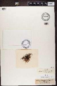 Alectoria nigricans image