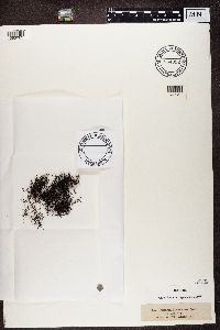 Coelocaulon divergens image