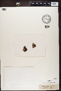 Nephroma expallidum image