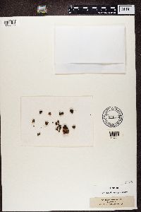 Solorina crocea image