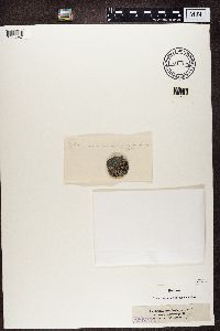 Image of Amygdalaria pelobotryon
