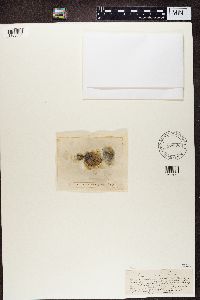 Protoblastenia rupestris image