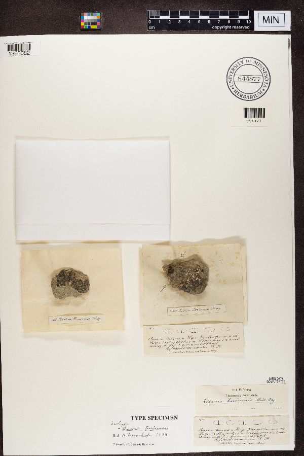 Lecania turicensis image