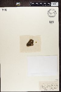 Bryobilimbia hypnorum image