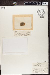 Micarea denigrata image