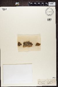 Biatora globulosa image