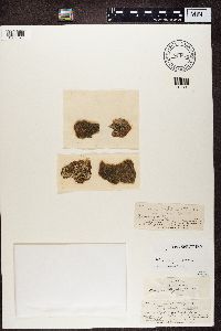 Lecania naegelii image