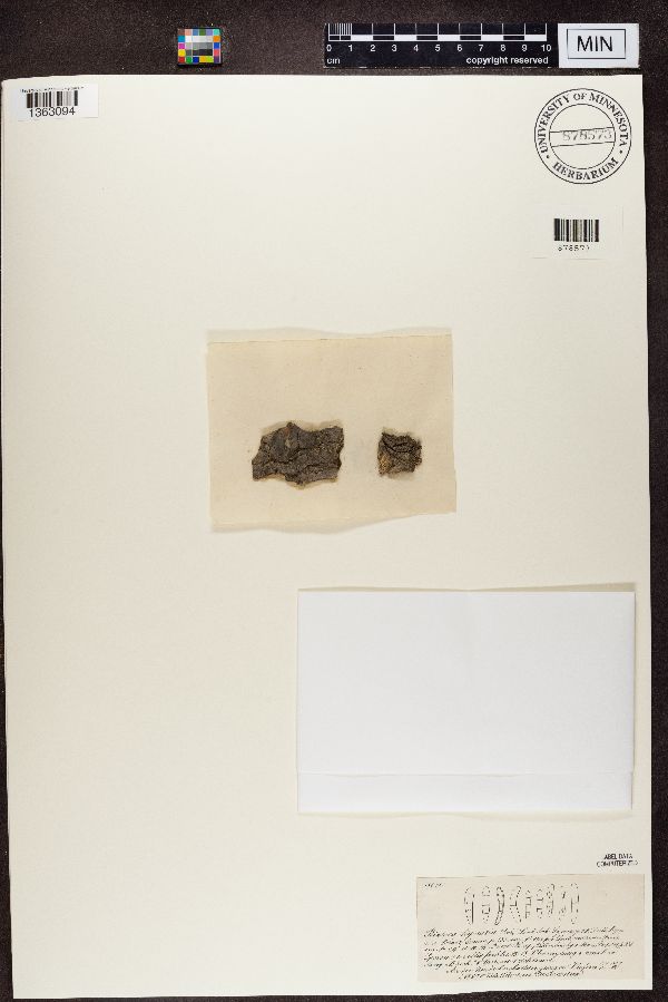 Biatora lignaria image