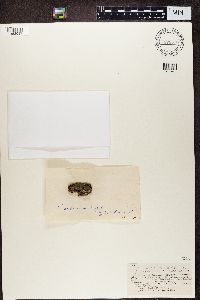 Media resource of Biatora atrosanguinea