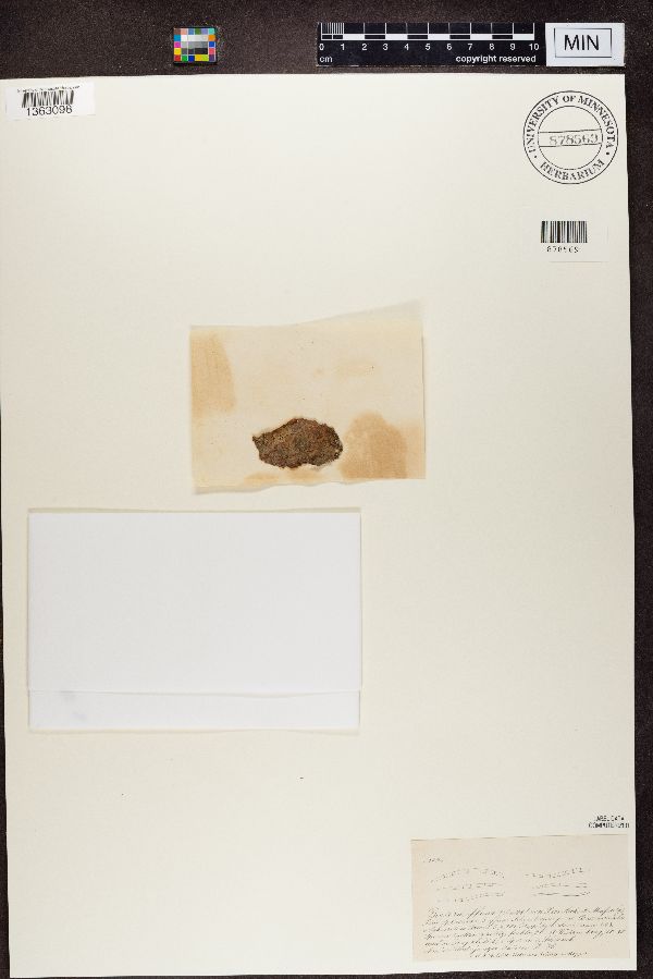 Biatora effusa image