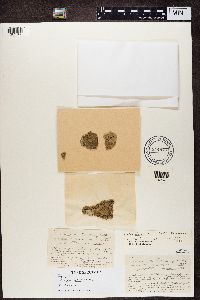 Media resource of Bacidia laurocerasi