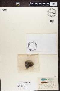 Rhizocarpon disporum image