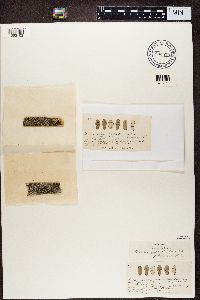 Diplotomma alboatrum image