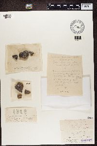 Diplotomma alboatrum image