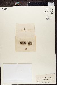 Sclerophora pallida image