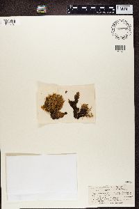 Peltigera malacea image